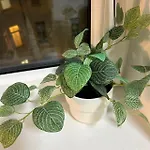 Cozy Apartman *